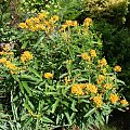 Asclepias tuberosa