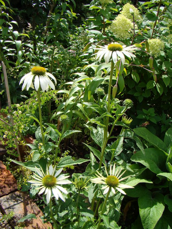 Echinacea purpurea var. alba