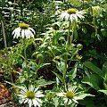 Echinacea purpurea var. alba