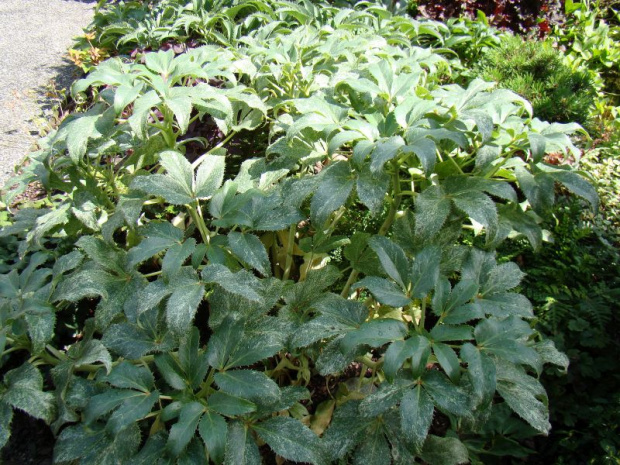 Hellebore 'Ice Dance'