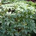 Hellebore 'Ice Dance'