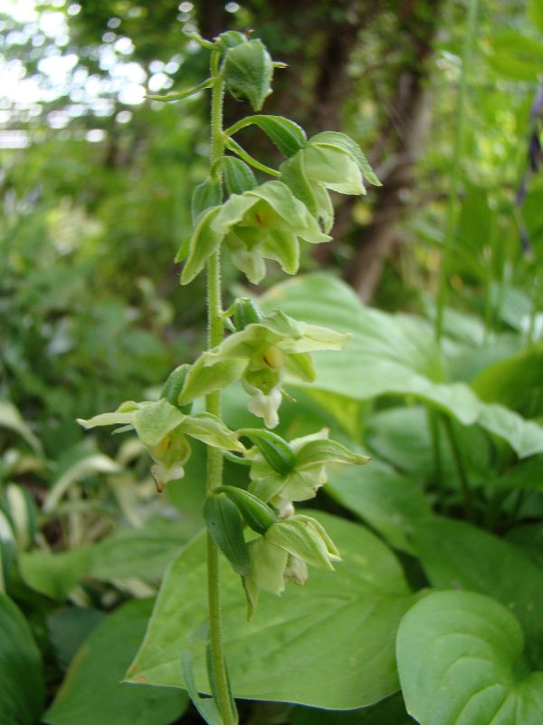 Epipactis helleborine