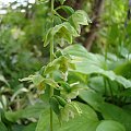 Epipactis helleborine