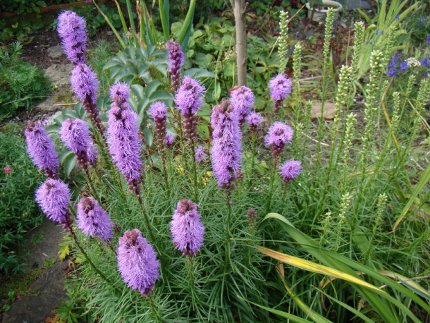 Liatris spicata