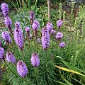 Liatris spicata