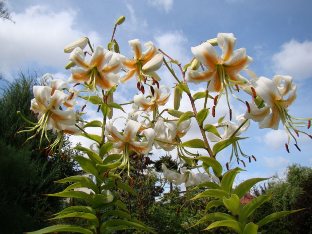 Lilium hybridum 'Lady Alice'