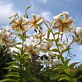 Lilium hybridum 'Lady Alice'