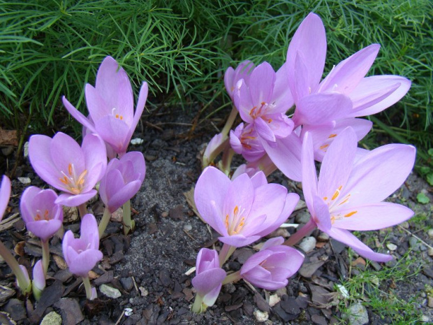 Colchicum speciosum