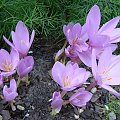 Colchicum speciosum