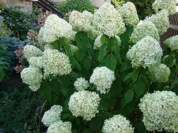 Hydrangea paniculata