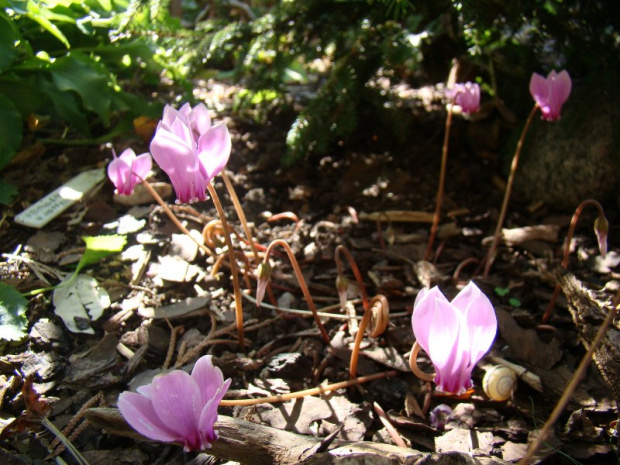 Cyclamen hederifolium