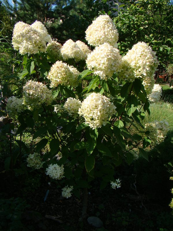 Hydrangea paniculata 'Phantom'