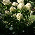 Hydrangea paniculata 'Phantom'