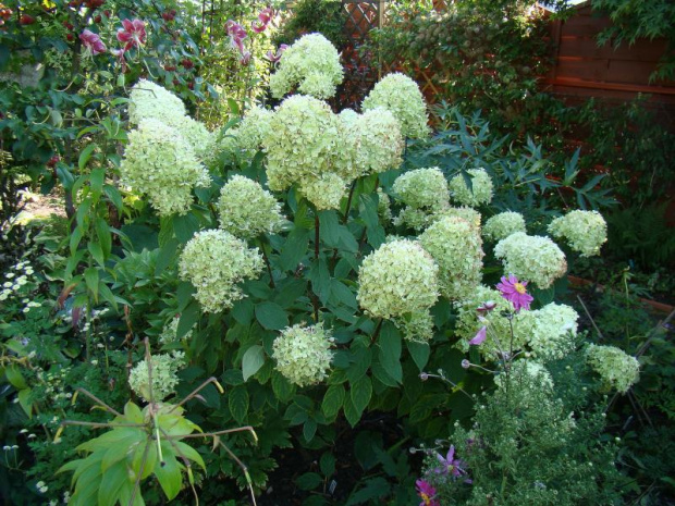 Hydrangea paniculata 'Limelight'