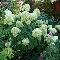 Hydrangea paniculata 'Limelight'