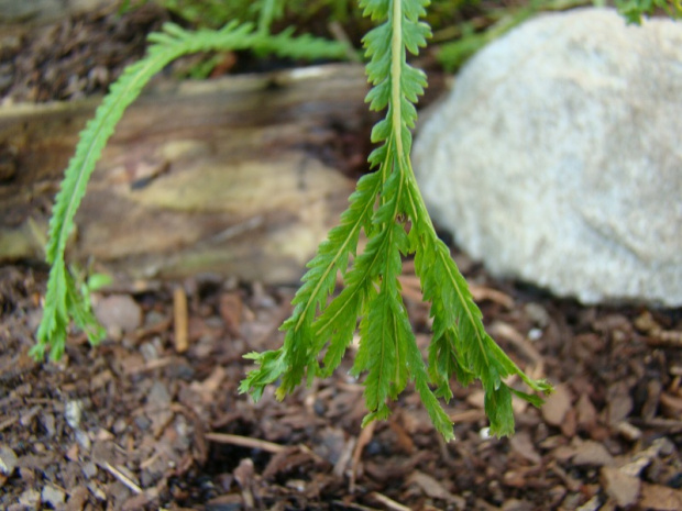 Athyrium filix-femina 'Dre's Dagger'