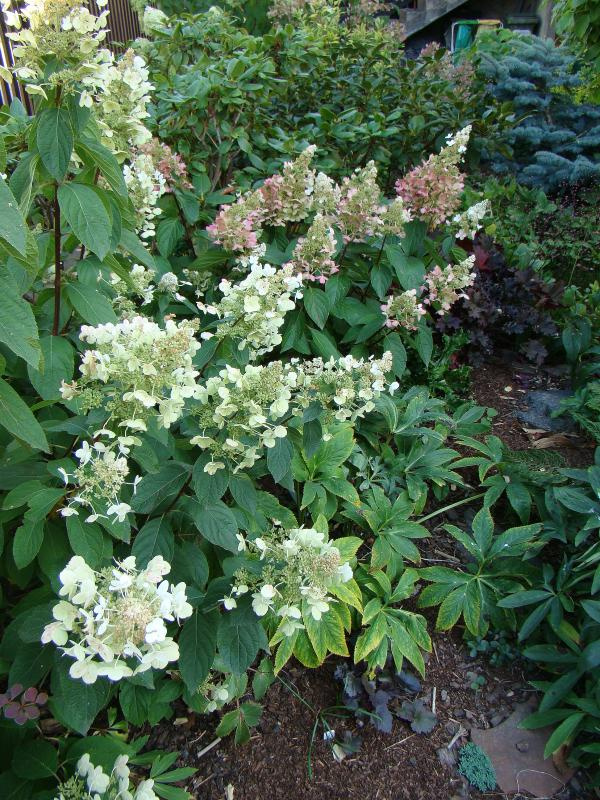 Hydrangea paniculata