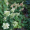 Hydrangea paniculata