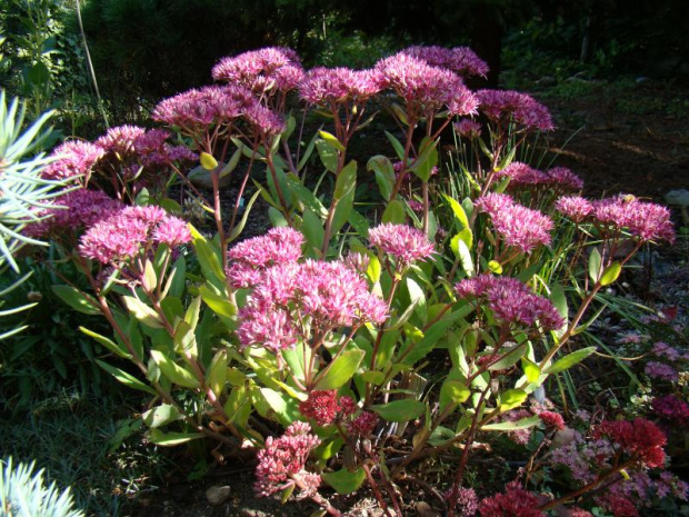 Sedum 'Mr. Goodbud'