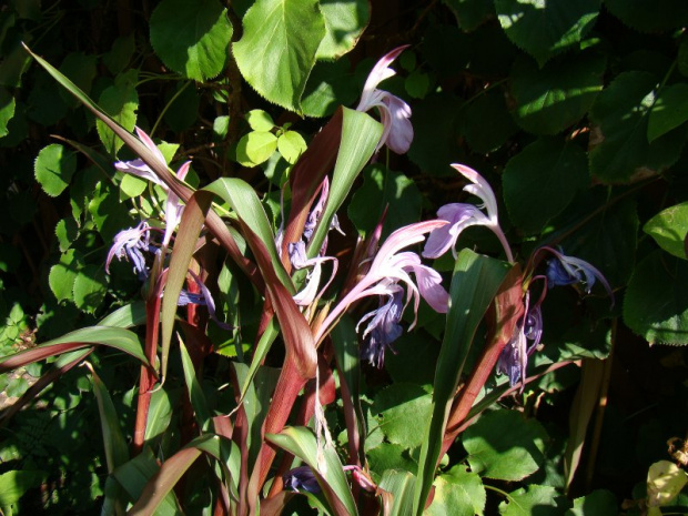 Roscoea purpurea 'Spice Island'