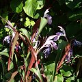 Roscoea purpurea 'Spice Island'