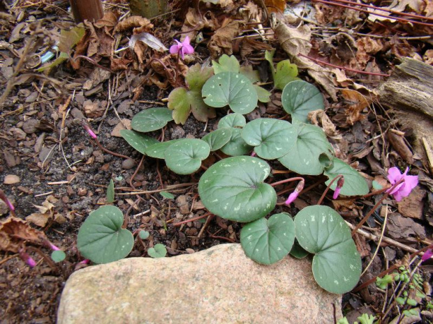 Cyclamen coum