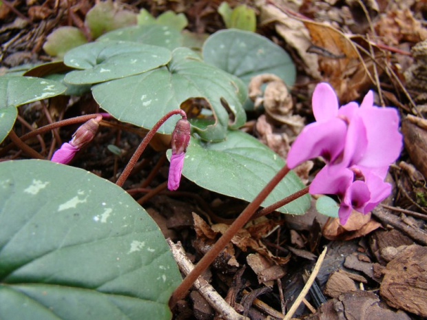 Cyclamen coum