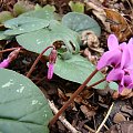 Cyclamen coum