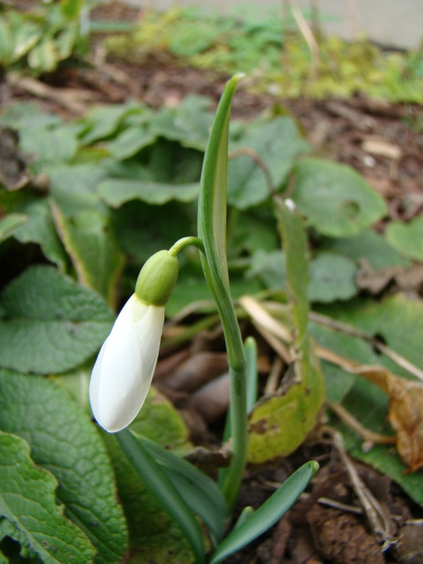 Galanthus nivalis 'Atkinsii'