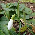 Galanthus nivalis 'Atkinsii'