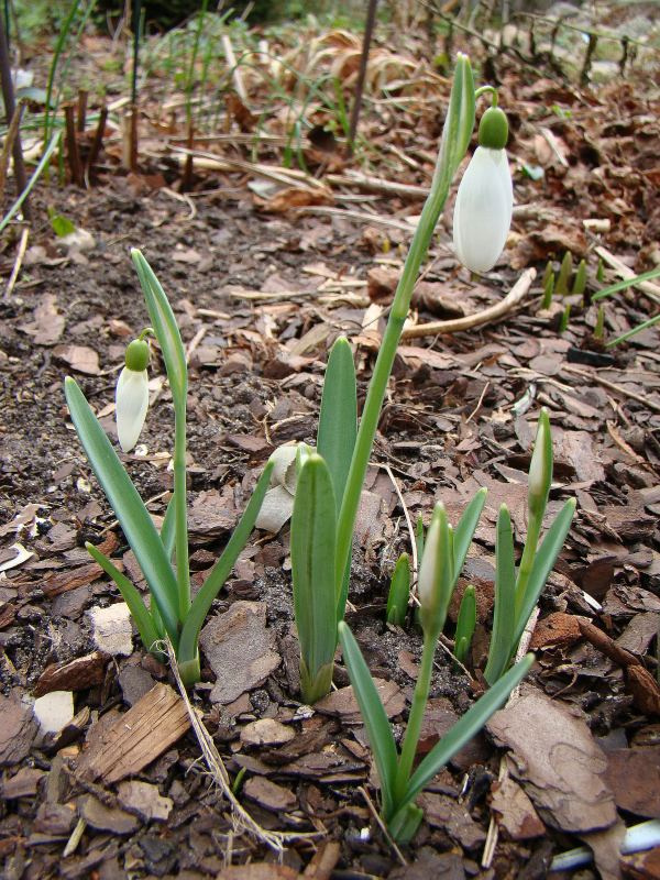 Galanthus 'Magnet'