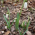 Galanthus 'Magnet'