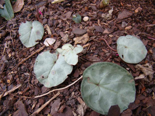 Cyclamen coum