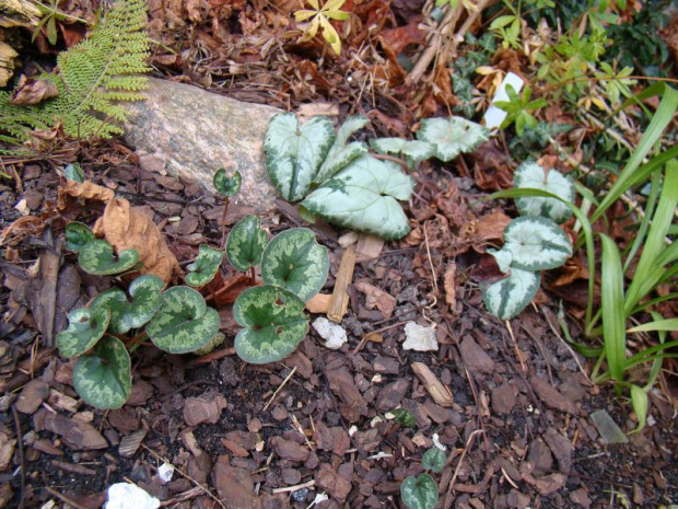 Cyclamen cilicium i C.hederifolium