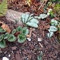 Cyclamen cilicium i C.hederifolium