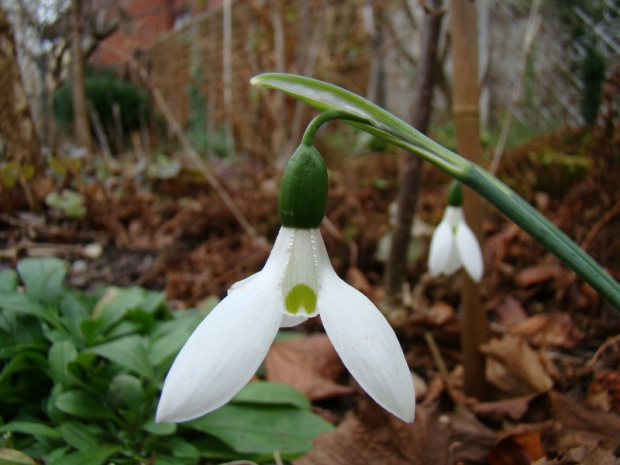 Galanthus woronowii