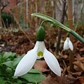 Galanthus woronowii