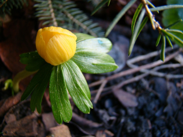 Eranthis hyemalis 'Schwefelglanz'