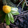 Eranthis hyemalis 'Schwefelglanz'