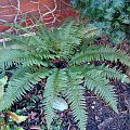 Polystichum aculeatum