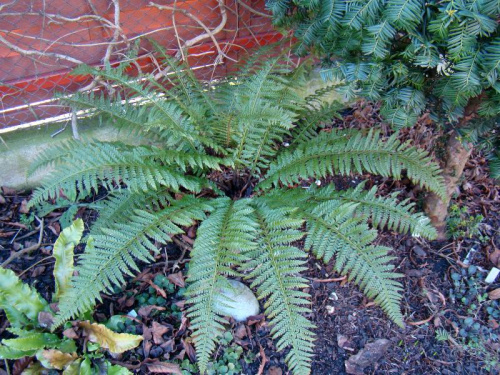 Polystichum aculeatum