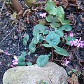 Cyclamen coum