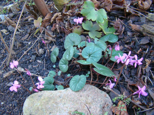 Cyclamen coum