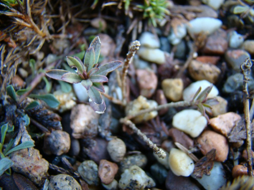 Daphne cneorum var. pygmaea