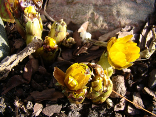 Adonis amurensis