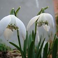 Galanthus 'Lady Beatrix Stanley'