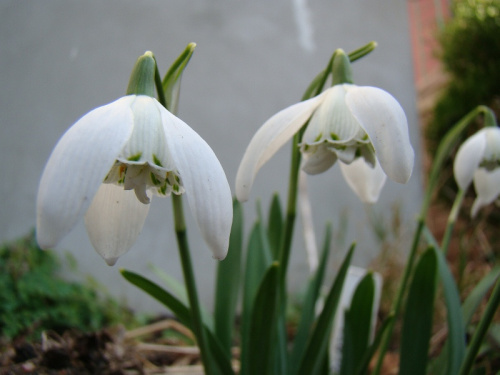 Galanthus 'Lady Beatrix Stanley'