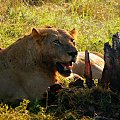 King meals - Tsavo East - Kenya