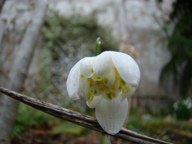 Galanthus nivalis f.pleniflorus 'Lady Elphinstone'