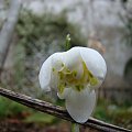 Galanthus nivalis f.pleniflorus 'Lady Elphinstone'